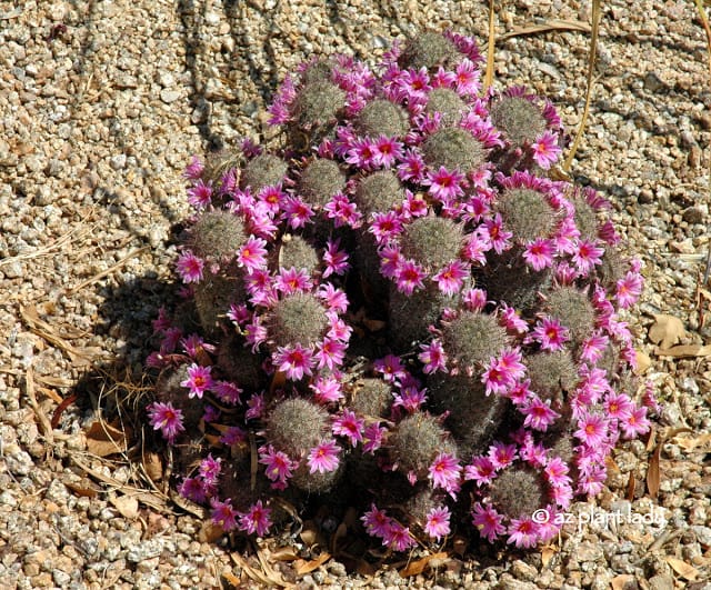 https://www.azplantlady.com/wp-content/uploads/2009/08/Arizona_Fishhook_Cactus_Mammillaria_grahamii_microcarpa-001.jpg