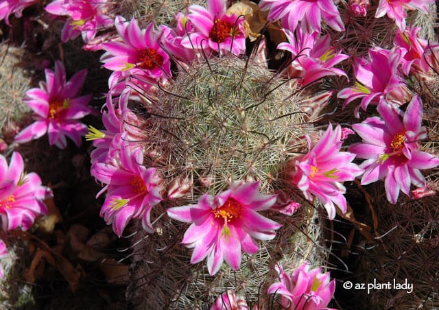 Fishhook Cactus: Pink Crown of Flowers