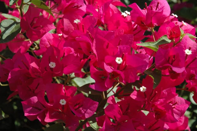 Bougainvillea-flowers - Desert Gardening 101