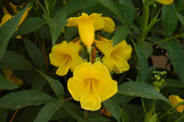 Tecoma-stans-flower - Desert Gardening 101