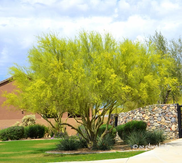 Learn About the Desert's Iconic Tree: The Palo Verde