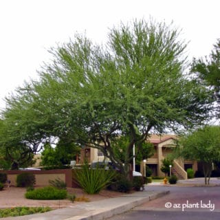 Learn About the Desert's Iconic Tree: The Palo Verde