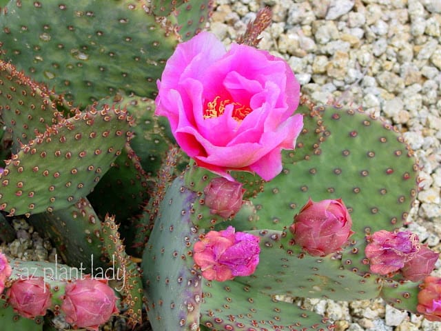 Purple Prickly Pear Archives - Desert Gardening 101