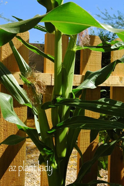 Raising corn in Arizona Archives - Desert Gardening 101