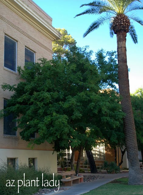 australian bottle tree phoenix