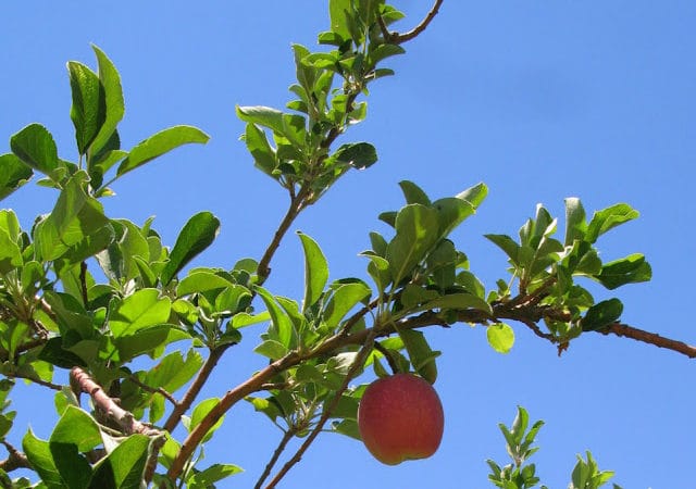 Fruit tree varieties for Arizona Archives - Ramblings from ...