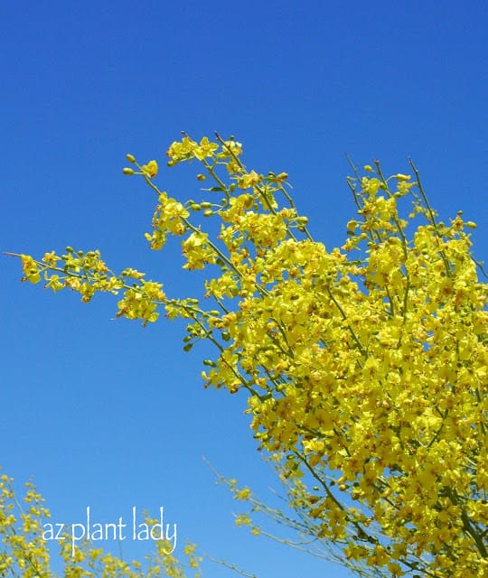 small flowering trees yellow