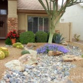 Red Yucca: Do This....NOT That! | azplantlady.com