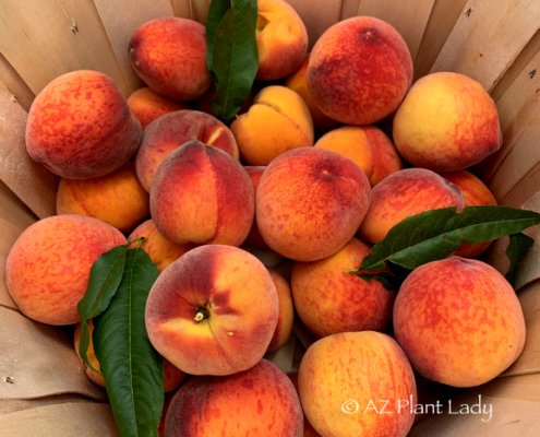 harvested-peaches