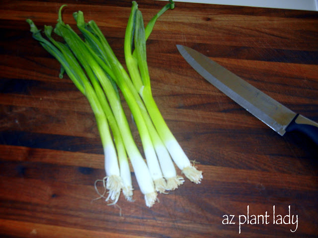 How to Cut Green Onions (aka Scallions) the Right Way