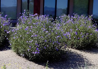 Baja Ruellia peninsularis Archives - Ramblings from a Desert Garden