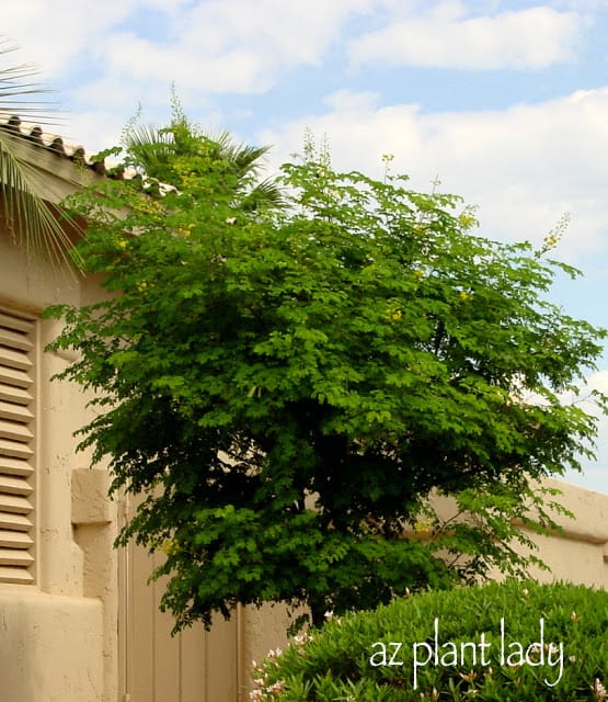 Oiseau de paradis (mexicain) jaune (Caesalpinia mexicana).