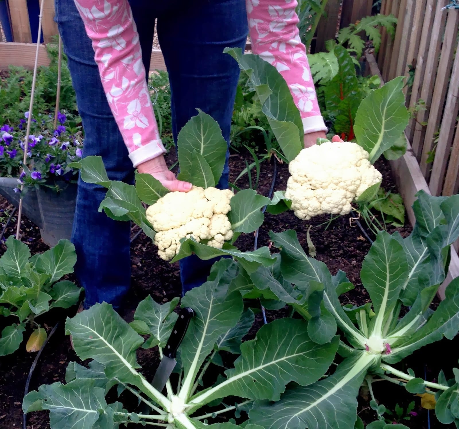 Cauliflower Harvest and How to Get Your Kids to Love It