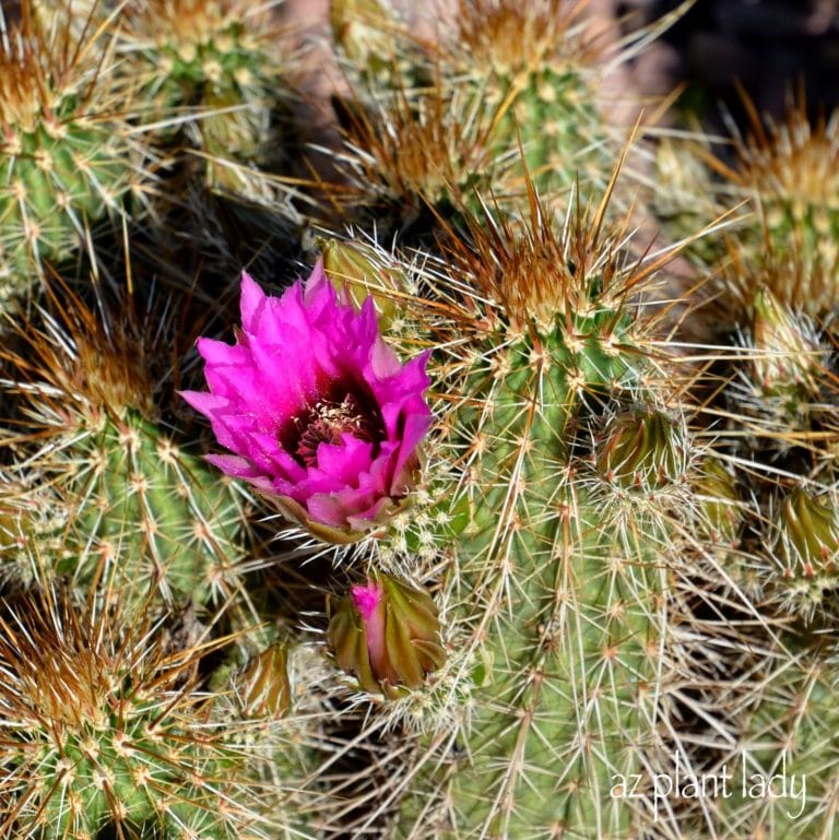 Pink Blooming Plants In the Desert Garden | azplantlady.com