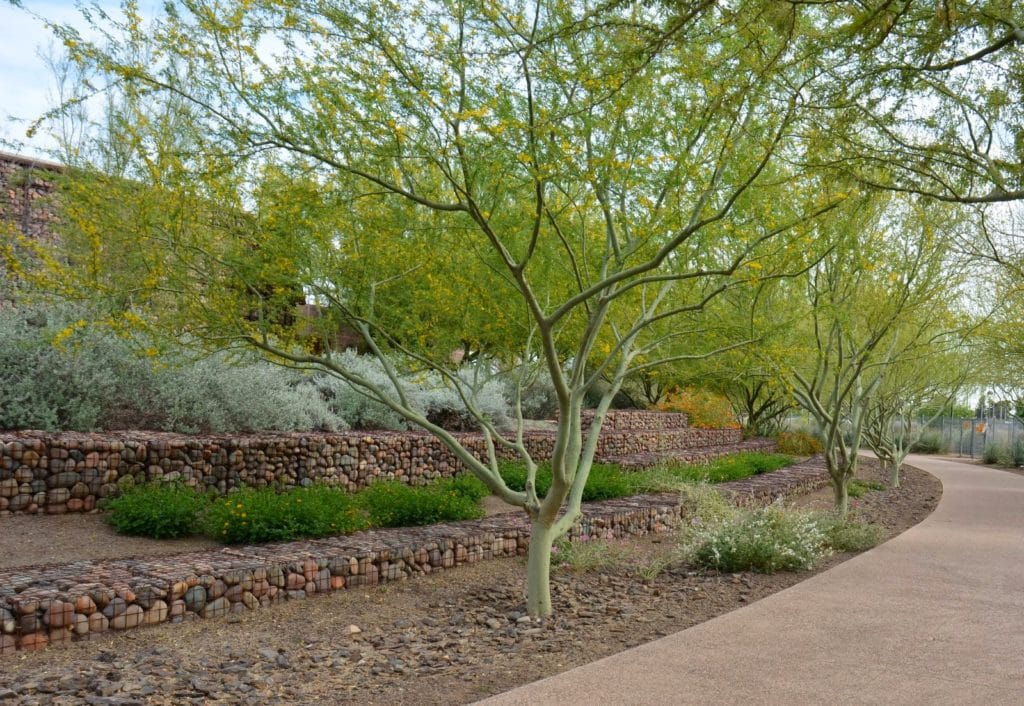 Scottsdale Xeriscape Demonstration Garden 001 Ramblings From A Desert Garden 9487