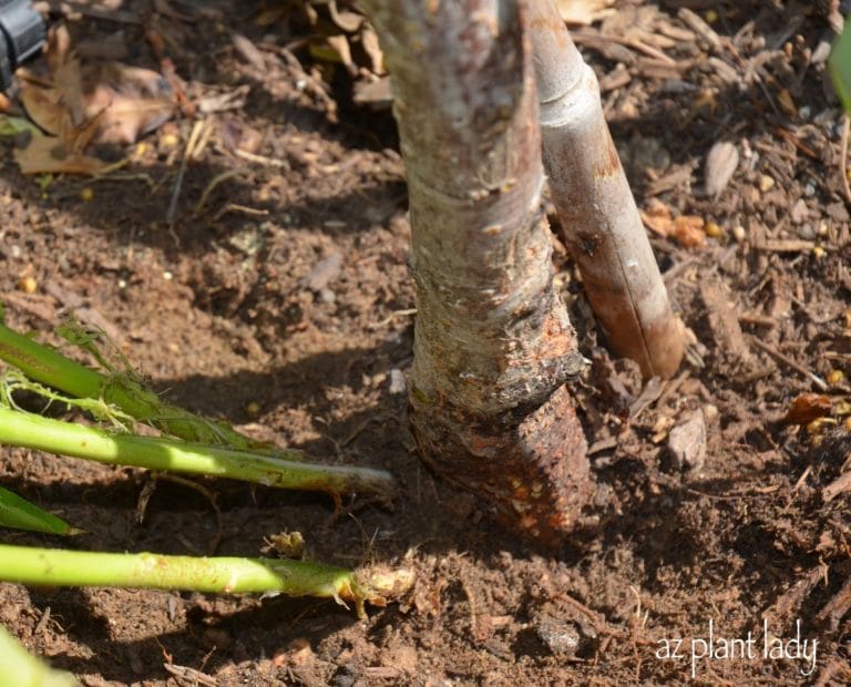 Fruit Tree Suckers - How to Identify and Get Rid of Them