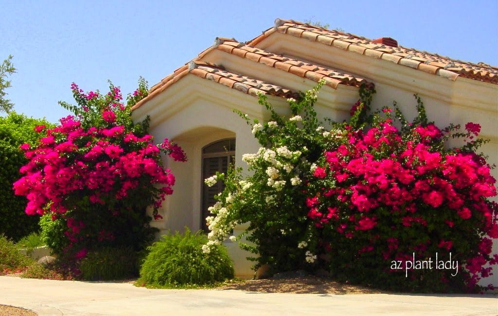 How To Grow Bougainvillea In Pots