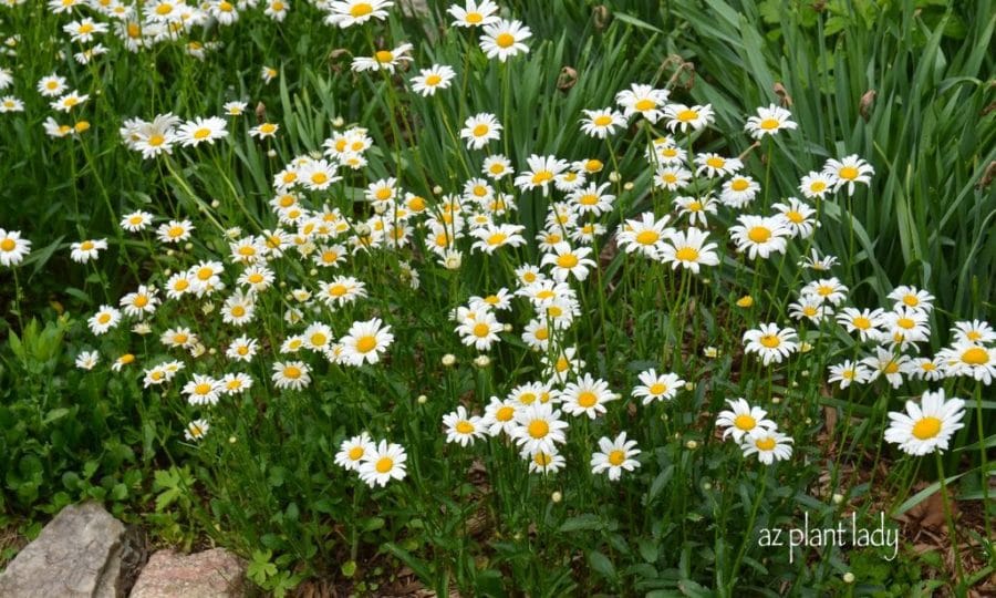 white-daisies - Desert Gardening 101