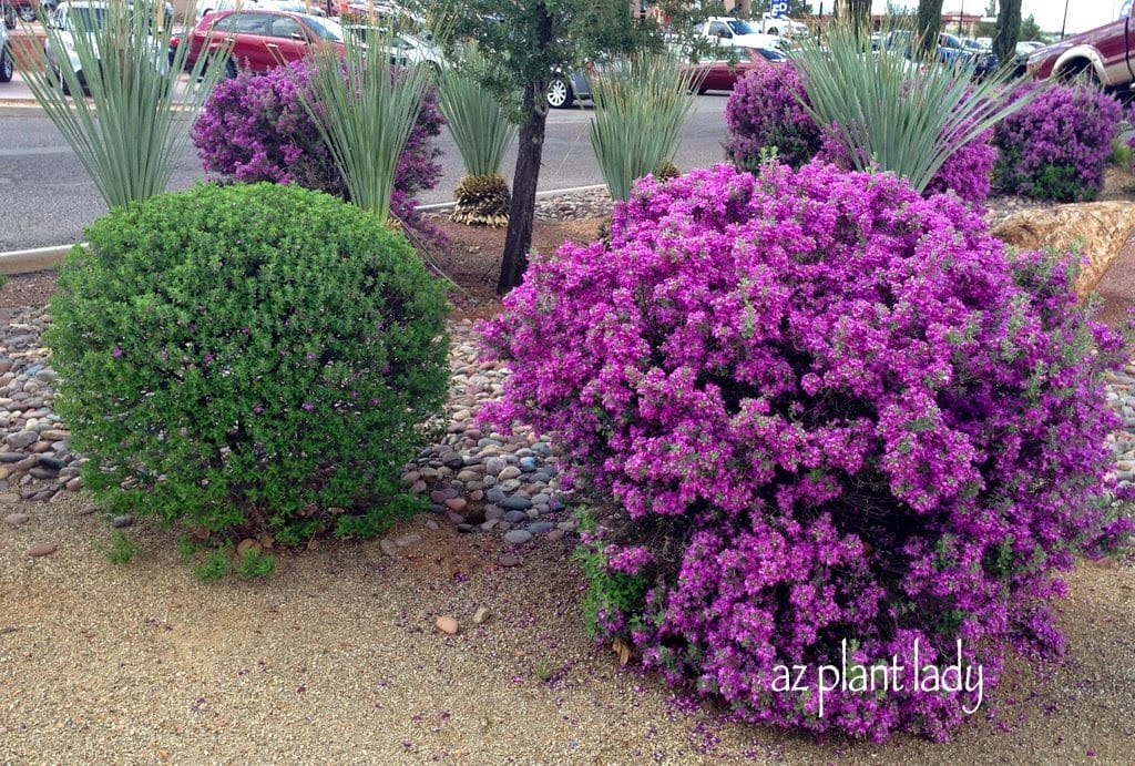 Texas Sage : Southwest Plant Profile | Azplantlady.com