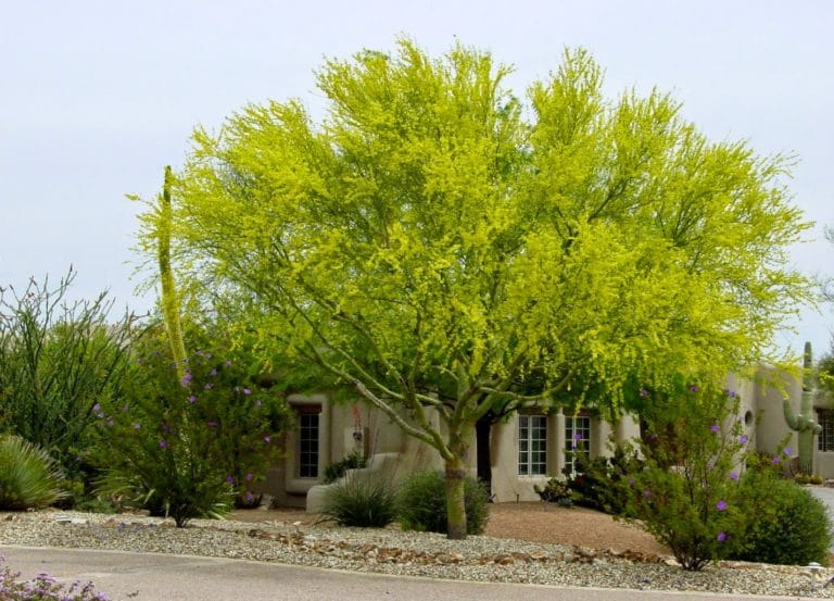 Blue Palo Verde Decorates the Landscape | azplantlady.com