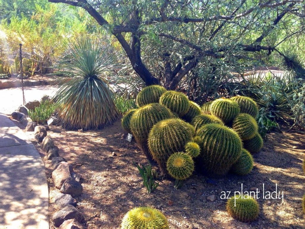 Golden Barrel Cacti - So Many Uses