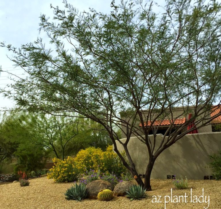 Southwest landscape design Archives - Desert Gardening 101