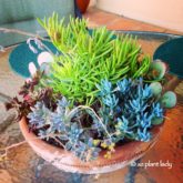 Succulents in Containers : Replace Thirsty Flowering Annuals