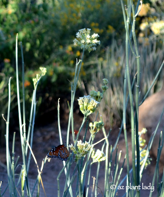 Great Design Plant: Texas Ranger Explodes With Color