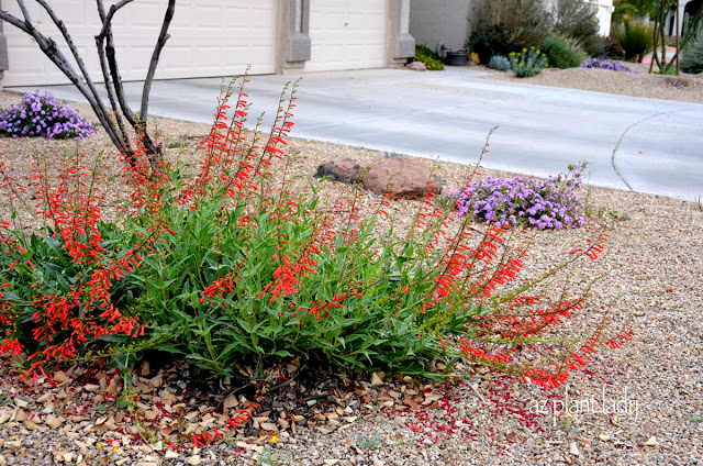 Parry's Penstemon | Timely Pruning Produces Second Round of Flowers