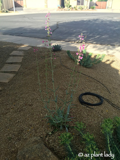 Parry's Penstemon | Timely Pruning Produces Second Round of Flowers