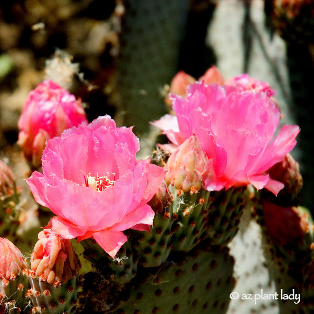 pink desert flower