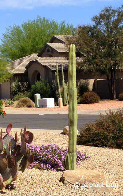 Mexican fence post cactus Archives - Desert Gardening 101