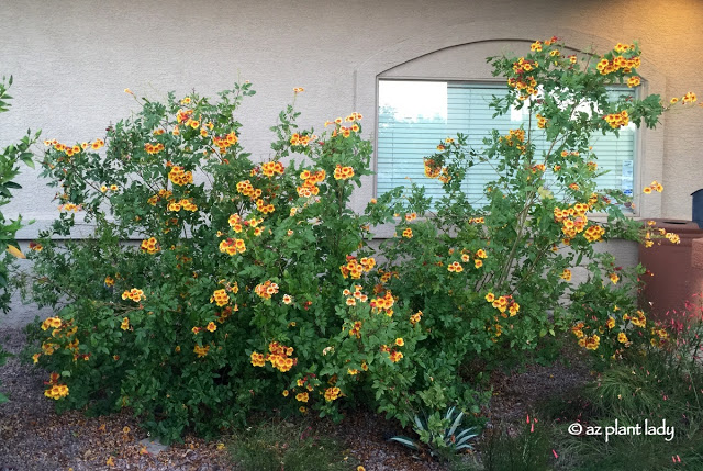 Tecoma x Orange Jubilee Archives - Desert Gardening 101