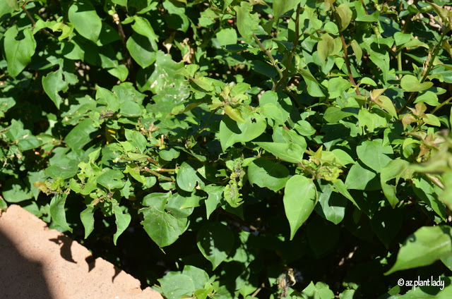 Bougainvillea Looper Caterpillar Archives - Desert Gardening 101