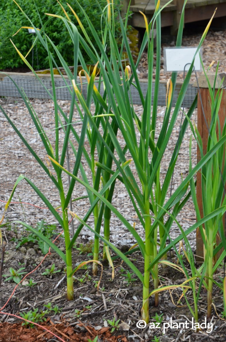 Garlic Greens ? Use the Greens to Flavor Your Favorite Dishes