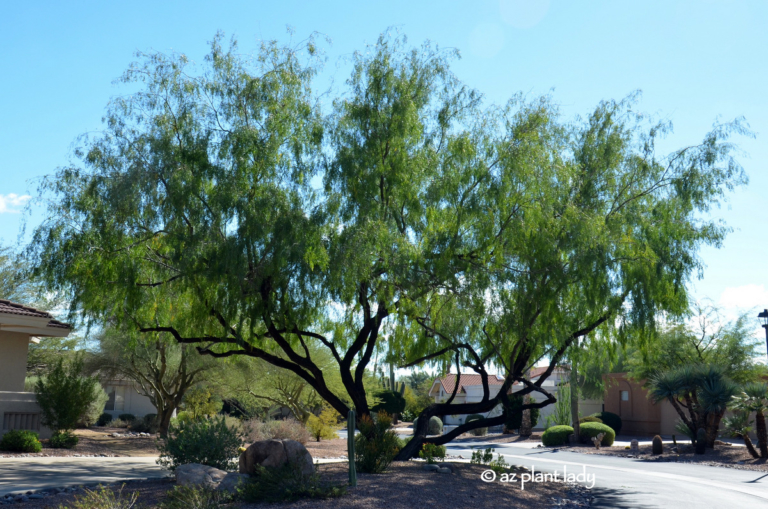 pruning mesquite trees Archives - Desert Gardening 101