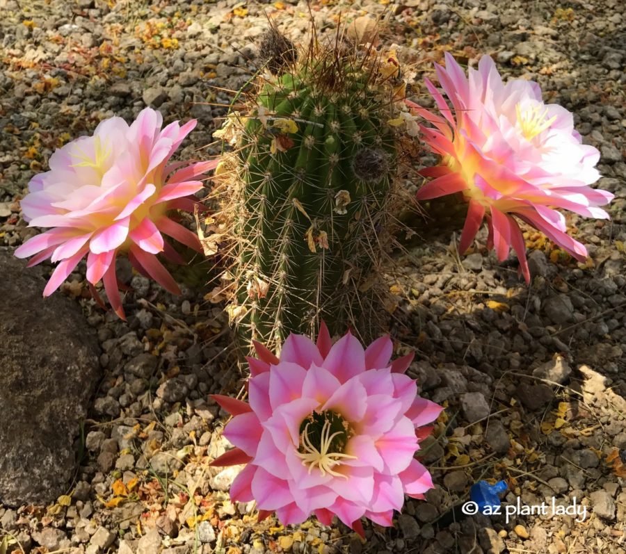 First_Light_Trichocereus_Torch_Cactus_Hybrid - Ramblings ...