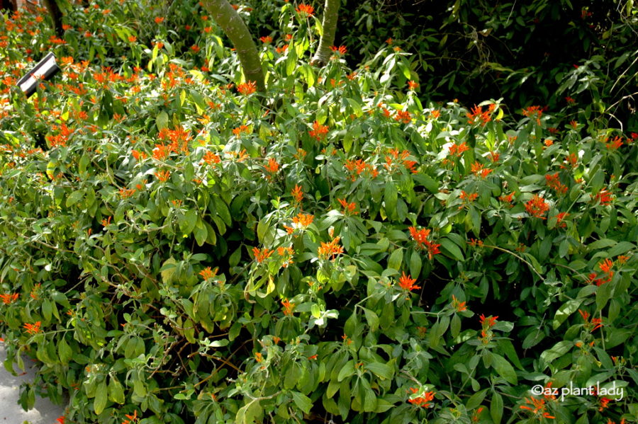 Justiciaspicigeramexicanhoneysuckle Desert Gardening 101