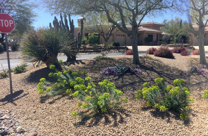 Arizona_landscape_design_after_gopher_plant - Desert Gardening 101