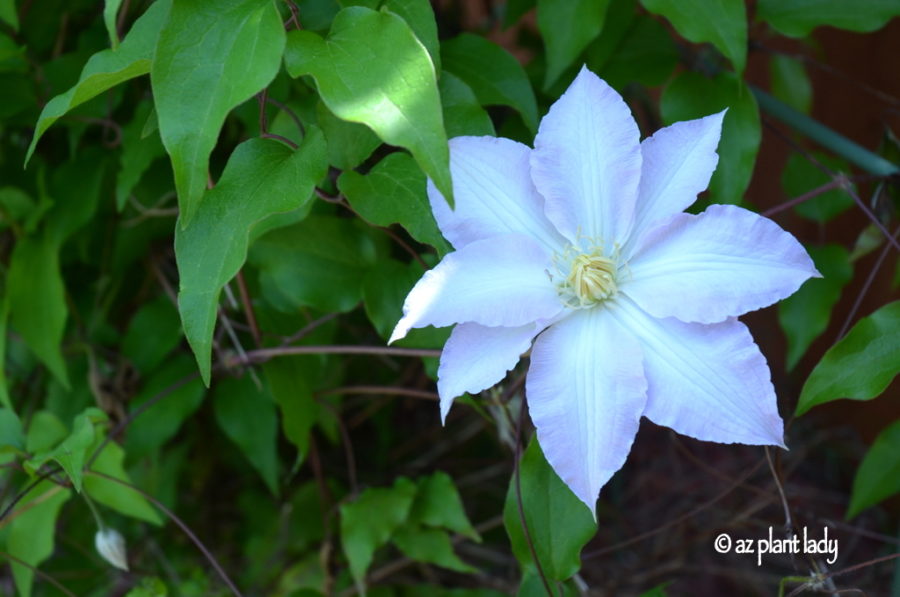 Pretty Face Clematis Flower: Don't Be Fooled | azplantlady.com