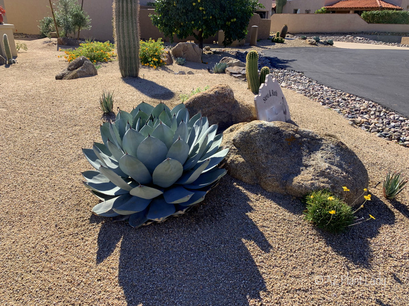 Arizona Desert Landscaping Plants