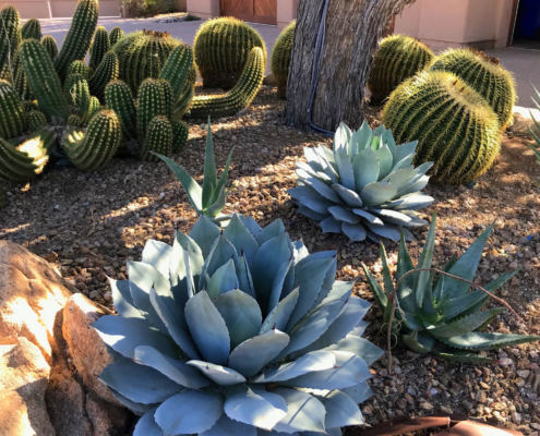 Agave parryi in Southwestern landscape