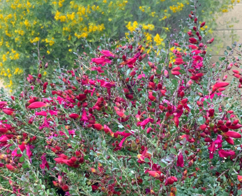 winter-blooming-shrubs