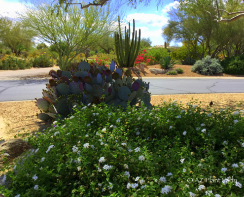 prickly-pear-cactus-white-lantana