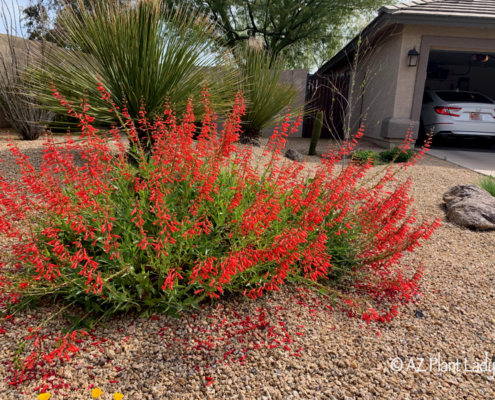 flowering perennial firecracker penstemon