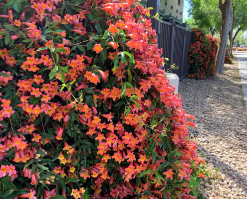 Tangerine-Beauty-Crossvine