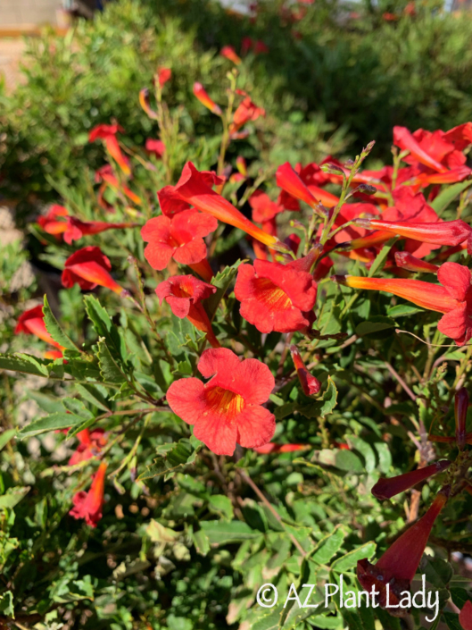 'Red Hot' Is A Welcome Addition to the Desert Garden