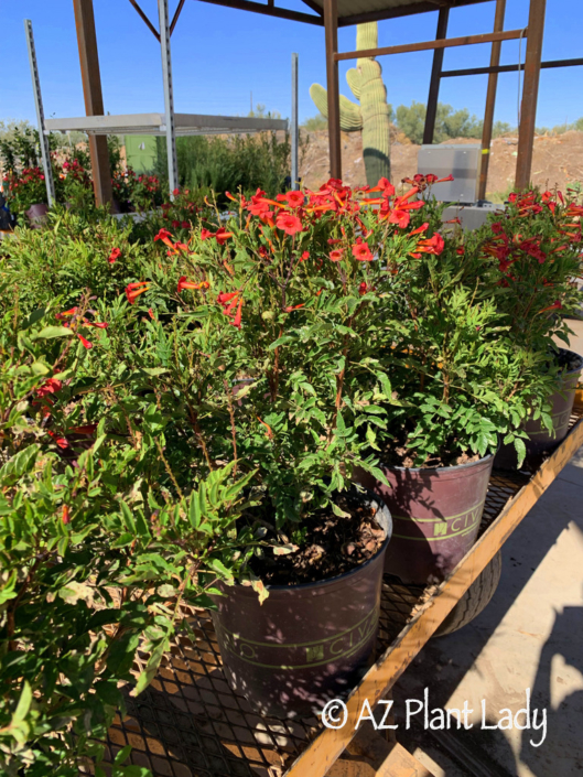 'Red Hot' Is A Welcome Addition to the Desert Garden