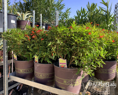 Red-Hot-Tecoma-Shrub-Nursery-Container