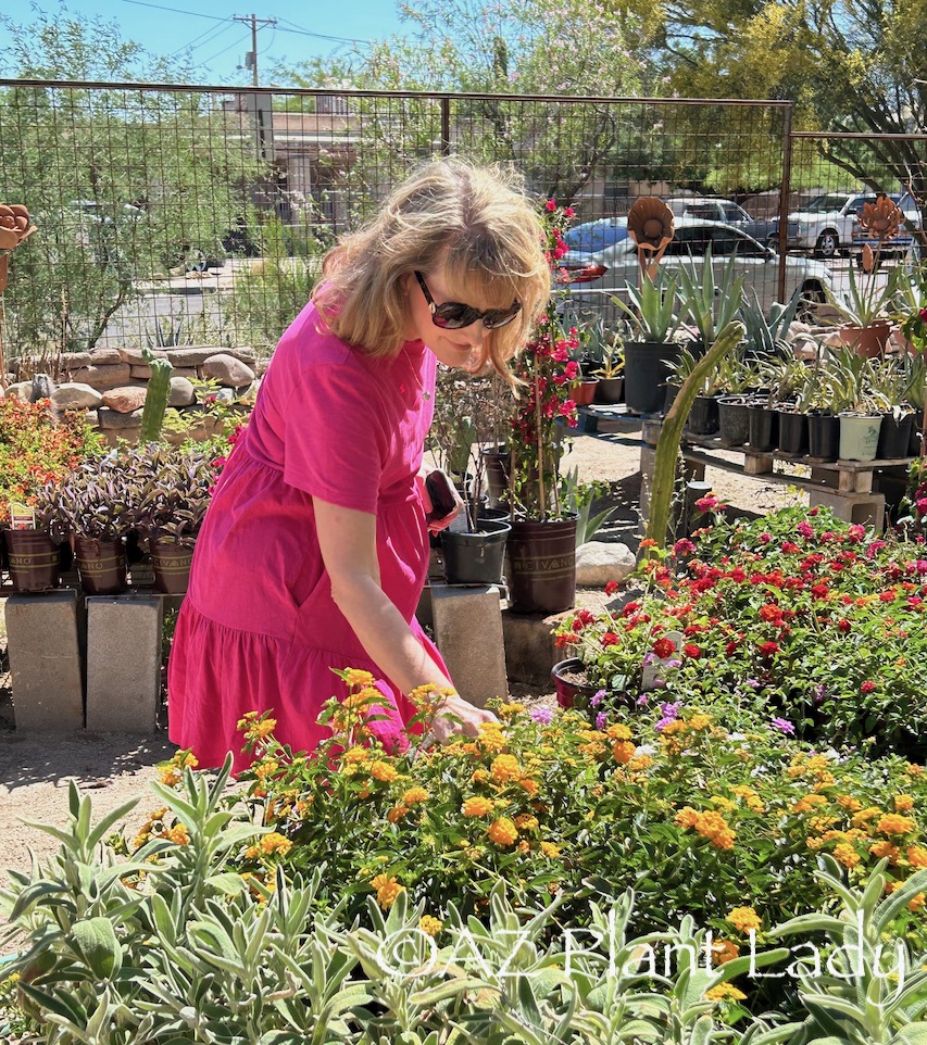 https://www.azplantlady.com/wp-content/uploads/2019/11/Noelle-AZ-Plant-Lady-Tucson-Nursery-.jpeg
